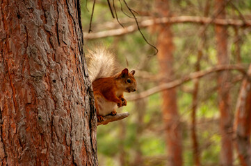 A squirrel in the forest of Samarskaya Luka National Park!