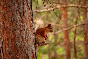 A squirrel in the forest of Samarskaya Luka National Park!