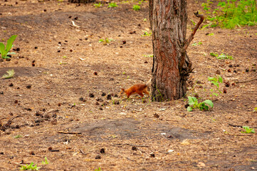 A squirrel in the forest of Samarskaya Luka National Park!