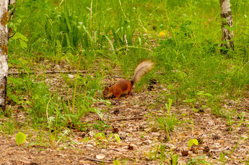 A squirrel in the forest of Samarskaya Luka National Park!