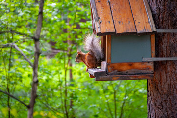 A squirrel in the forest of Samarskaya Luka National Park!