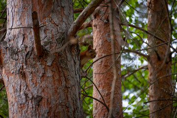 A squirrel in the forest of Samarskaya Luka National Park!