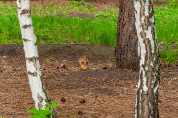 A squirrel in the forest of Samarskaya Luka National Park!