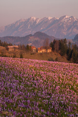 Spring crocuses on the fields under the mountains