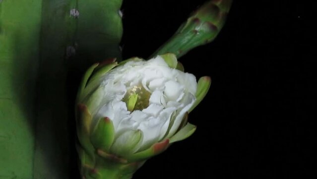 Mandacaru cactus flower (Cereus jamacaru) blooming at night, with white petals standing out against the dark background