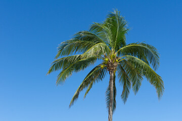 Lonely coconut tree against the blue sky. Green palm tree with fruits on a bright sunny day.
