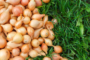 Golden ripe onion, blurred background