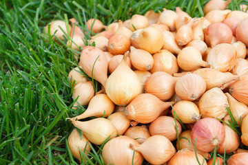Golden ripe onion, blurred background
