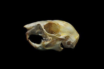 Skull of a red squirrel (Sciurus vulgaris) isolated in black. Front, side and top view of a tree...