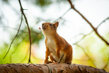 A squirrel in the forest of Samarskaya Luka National Park!