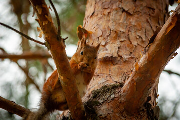 A squirrel in the forest of Samarskaya Luka National Park!