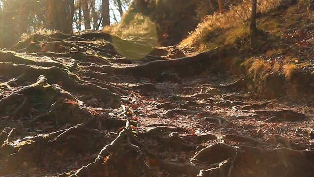Vein system of forest, roots of trees outside of soil.