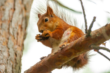 A squirrel in the forest of Samarskaya Luka National Park!