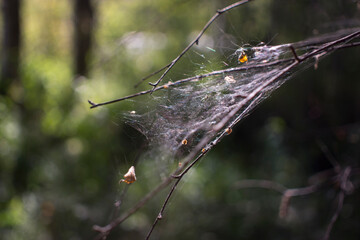 Cobweb on the bushes in the green forest.