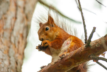 A squirrel in the forest of Samarskaya Luka National Park!