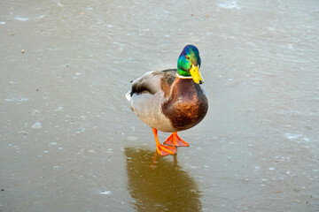 drake Copy space for text. Wild life of animals near people