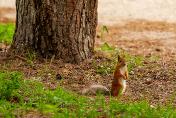 A squirrel in the forest of Samarskaya Luka National Park!