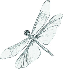 Sketch of a dragonfly. Pencil drawing of an insect. Handmade illustration. Unique handmade image.
