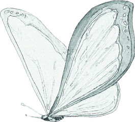 Sketch of a butterfly. Pencil drawing of an insect. Handmade illustration. Unique handmade image.