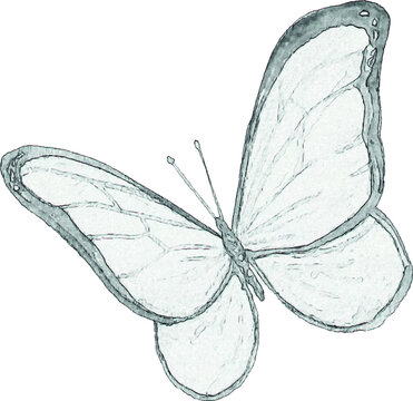 Sketch of a butterfly. Pencil drawing of an insect. Handmade illustration. Unique handmade image.