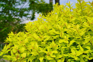 葉が茂る植物