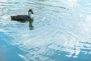 A common coot - Fulica atra - swim in the water on a sunny day in springtime