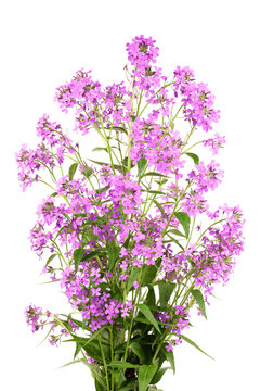 Purple Dame's Rocket flowers, Hesperis matronalis, night violet on white background.