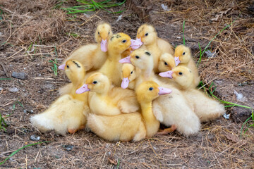 Duck broiler on a home farm