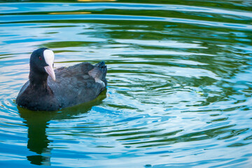 A common coot - Fulica atra - swim in the water on a sunny day in springtime