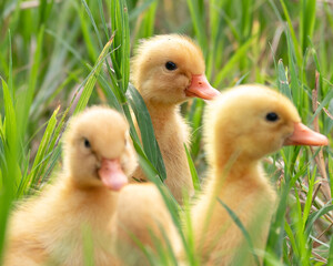 The yellow ducklings in the grass.