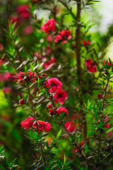 ギョリュウバイ