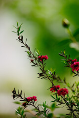 ギョリュウバイ