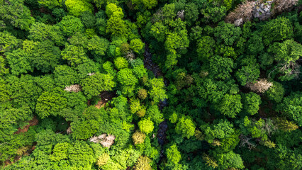 Forrest Wald Birds View above upside down Trees Woods Harz
