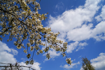 blossoming apple tree in spring