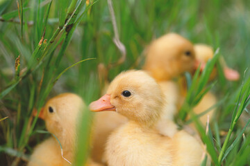 The yellow ducklings in the grass.