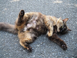 Obraz premium OLYMPUS DIGITAL CAMERA