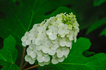 柏葉紫陽花（かしわばあじさい）