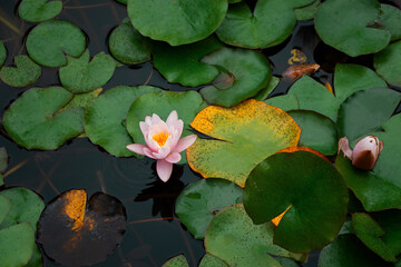 Pink lotuses bloom on an ornamental pond in the garden. Lotus flower Marliacea Rosea or pink water...