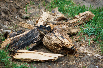 Parts of a rotten stump lie on the grass. Selective focus.