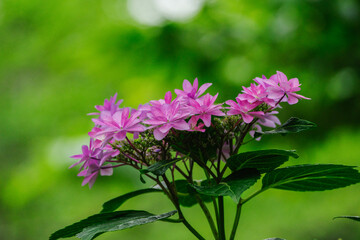 ヤマアジサイが可憐に咲く