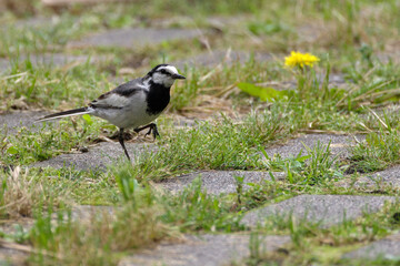 ハクセキレイとタンポポ