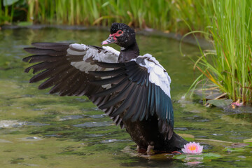 スイレンとノバリケン