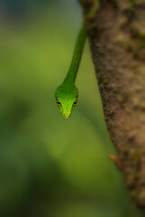 close up of a green vine