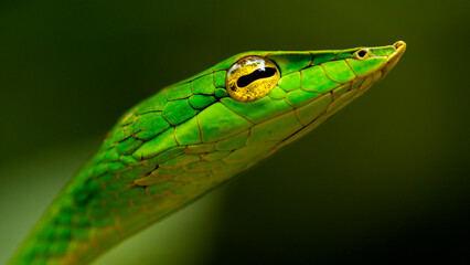 close up of a green snake