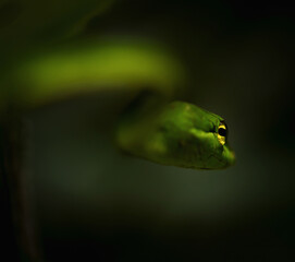 green tree snake