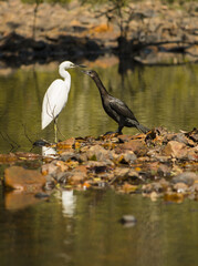 great black and white heron in a pond
