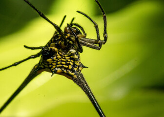 spider on a web