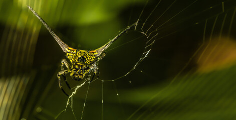 spider in web