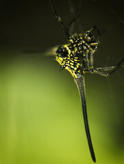 spider on a leaf