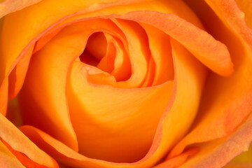 close up of beautiful orange rose